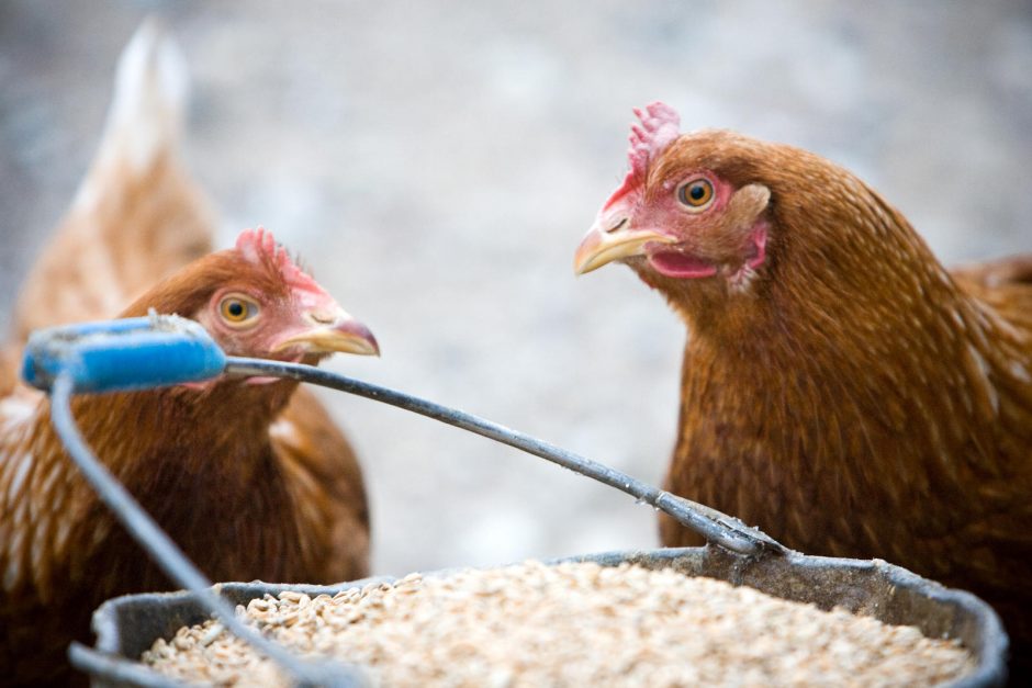 Dėl paukščių gripo grėsmės uždrausta įvežti paukštieną iš Prancūzijos