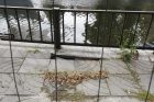 Danės krantinės remontuoti neskubama Danės krantinės remontuoti neskubama