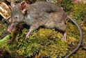 Nauja žiurkių rūšis negali nei graužti, nei kramtyti Nauja žiurkių rūšis negali nei graužti, nei kramtyti